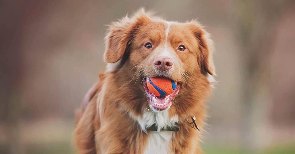 Best Dog Toys For Aggressive Chewers ChuckIt! Ultra Ball Rugged Dog Chew Toy Fetch Ball