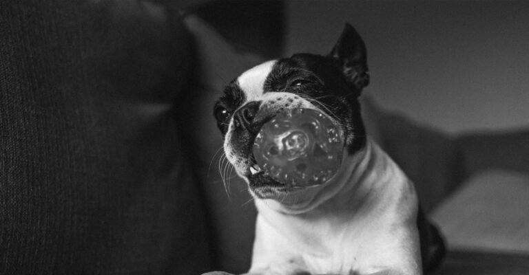 The Best Dog Ever Flo The Boston Terrier With Kong Ball