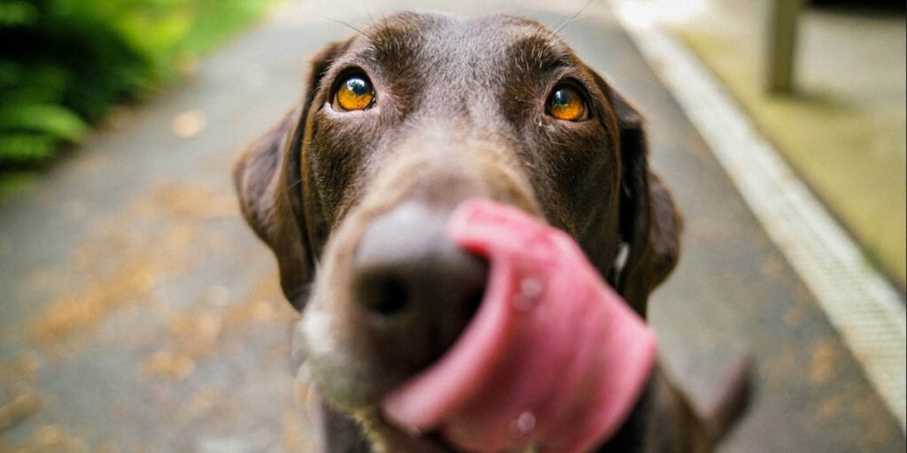 happy dog licking chops eagerly awaiting food