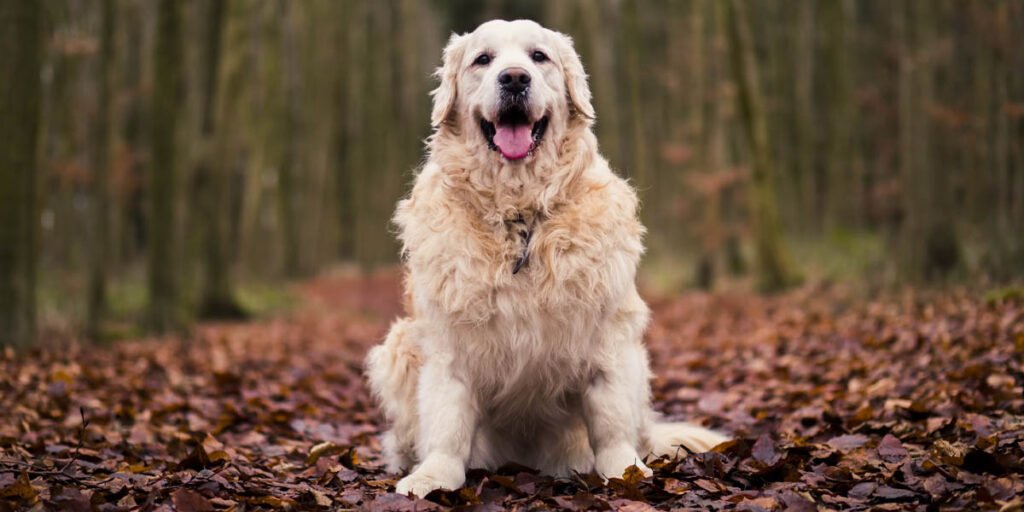 happy golden retriever in the woods