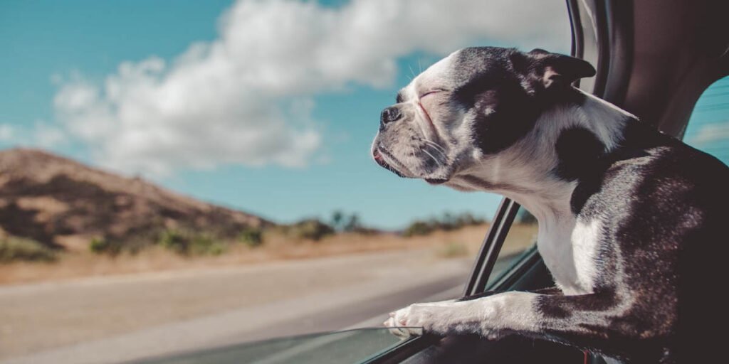 senior dog boston terrier enjoying the sun